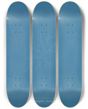 Triptych art skateboard deck of Anna Atkins Mesogloia Coccinea by Anna Atkins (1799-1871)