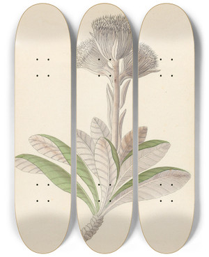 Triptych art skateboard deck of Clemenz Heinrich Wehdemann Arnica Oldenburgia Grandis by Clemenz Heinrich Wehdemann (1762-1835)