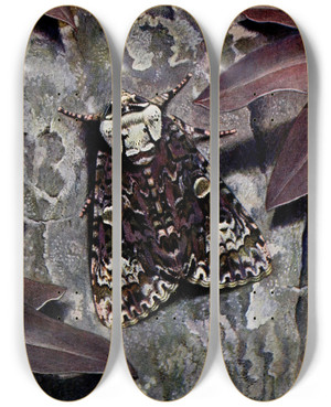 Triptych art skateboard deck of Paulandre Robert Lacronycte Du Trone by Paul-Andre Robert (1901-1977)
