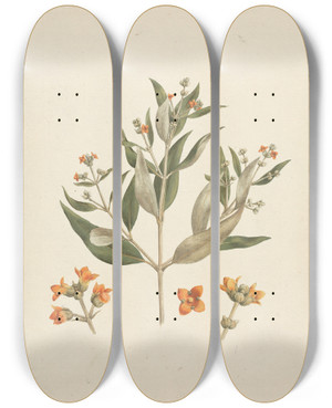 Triptych art skateboard deck of Luigi Balugani Avicennia Marina Forssk Vierh White Mangrove by Luigi Balugani (1737-1770)
