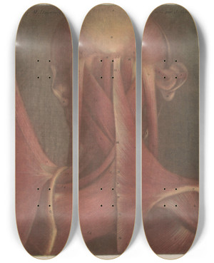 Triptych art skateboard deck of Jacques Fabien Gautier Dagoty Male Head Showing The Muscles Of The Back Of The Head And Neck by Jacques Fabien Gautier d'Agoty (1711-1786)