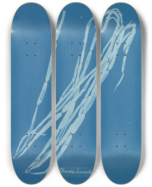 Triptych art skateboard deck of Anna Atkins Chorda Lomentaria by Anna Atkins (1799-1871)