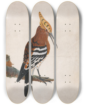 Triptych art skateboard deck of William Lewin Common Hoopoe by William Lewin