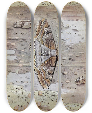 Triptych art skateboard deck of Paulandre Robert La Boarmie Festonne by Paul-Andre Robert (1901-1977)