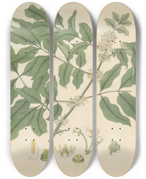 Triptych art skateboard deck of William Jackson Hooker Trichilia Odorata by William Jackson Hooker (1785-1865)