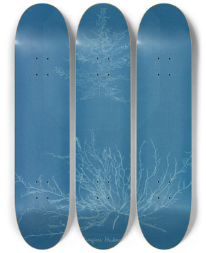 Triptych art skateboard deck of Anna Atkins Mesogloia Hudsoni by Anna Atkins (1799-1871)