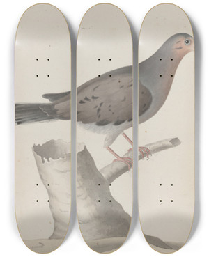 Triptych art skateboard deck of Ren De Rabi Natural History Of Saint Domingue Pl020 by Ren de Rabi (1700-1785)