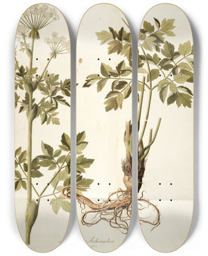 Triptych art skateboard deck of Nikolaus Joseph Freiherr Von Jacquin Laserpitium Archangelica by Nikolaus Joseph Freiherr Von Jacquin (1727-1817)