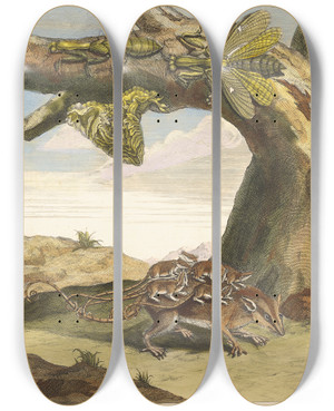Triptych art skateboard deck of Maria Sibylla Merian Rat De Forest by Maria Sibylla Merian (1647-1717)