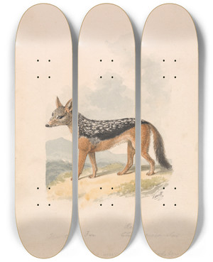 Triptych art skateboard deck of Samuel Howitt Blackbacked Jackal by Samuel Howitt (1756-1822)