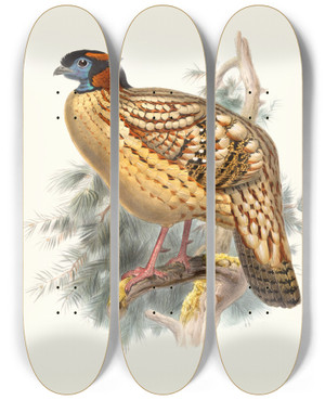 Triptych art skateboard deck of Joseph Smit Ceriornis Caboti by Joseph Smit (1836-1929)