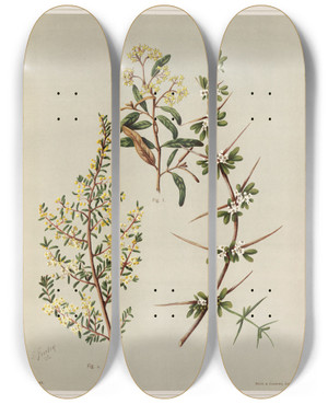 Triptych art skateboard deck of Sarah Featon 1 Pomaderris New Species 2 Pomaderris Phylicifolia 3 Discaria Toumatou Plate 21 by Sarah Featon (1848-1927)
