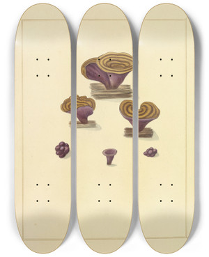 Triptych art skateboard deck of James Bolton Icons Fungorum Circa Halifax Sponte Nascentium Pl221 by James Bolton (1735-1799)