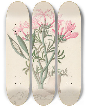 Triptych art skateboard deck of Clemenz Heinrich Wehdemann Ceropegia Or Echites Pachypodium Succulentum by Clemenz Heinrich Wehdemann (1762-1835)