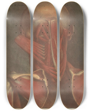 Triptych art skateboard deck of Jacques Fabien Gautier Dagoty Male Head Showing The Muscles Of The Back Of The Head Neck And Shoulder Blades_1 by Jacques Fabien Gautier d'Agoty (1711-1786)