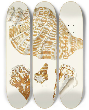 Triptych art skateboard deck of Heinrich Carl Kster Die Flugelschnecken Strombea Pl26 by Heinrich Carl Kuster (1807-1876)