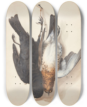 Triptych art skateboard deck of Johanna Fosie Studie Af To Dde Solsorte Han Og Hun Ophngt I Snor P En P En Krog by Johanna Fosie (1726-1764)