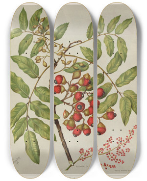 Triptych art skateboard deck of Sarah Featon Titoki Alectryon Excelsum Plate 23 by Sarah Featon (1848-1927)