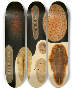Triptych art skateboard deck of Arnold Lang Die Polycladen Des Golfes Von Neapel Und Der Angrenzenden Meeresabschnitte Pl1 by Arnold Lang (1855-1914)