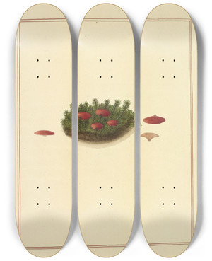 Triptych art skateboard deck of James Bolton Icons Fungorum Circa Halifax Sponte Nascentium Pl179 by James Bolton (1735-1799)