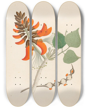 Triptych art skateboard deck of Clemenz Heinrich Wehdemann Erythrina Caffras by Clemenz Heinrich Wehdemann (1762-1835)