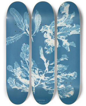 Triptych art skateboard deck of Anna Atkins Delesseria Sanguinea by Anna Atkins (1799-1871)