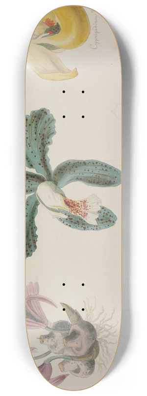 Adolf Schrdter  - Fnf verschiedene Orchideenblten 8.25 inch art skate deck