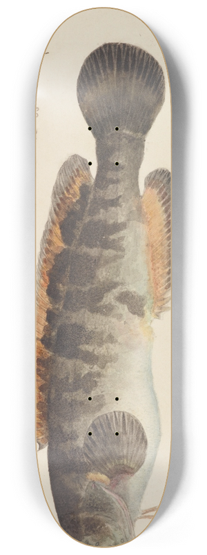 Frank Edward Clarke - Bladefish 8.25 inch art skate deck