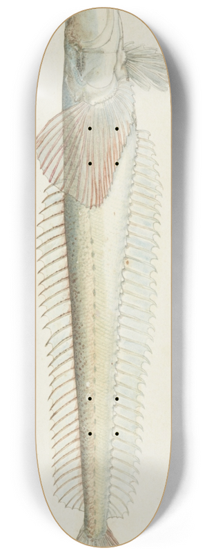 Frank Edward Clarke - Crapatulus novaezealandiae (NZ): Sand stargazer 8.25 inch art skate deck