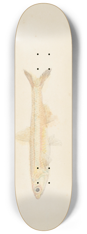 Frank Edward Clarke - Engraulis australis (Tas) : Anchovy 8.25 inch art skate deck