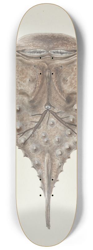 Frank Edward Clarke - Himantolophus appelii (NZ)  dorsal view : Prickly anglerfish 8.25 inch art skate deck