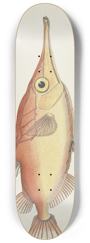 Frank Edward Clarke - Macrorhamphosus scolopax (Tas) : Snipefish 8.25 inch art skate deck
