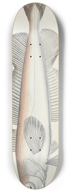 Frank Edward Clarke - Merluccius australis (NZ) : Hake 8.25 inch art skate deck