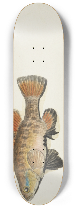 Frank Edward Clarke - Nannoperca australis (Tas) : Eel 8.25 inch art skate deck