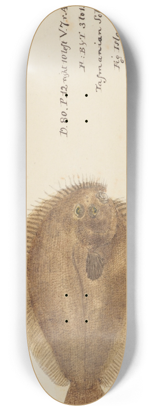 Frank Edward Clarke - Possibly Ammotretis sp (Tas) : Flounder 8.25 inch art skate deck