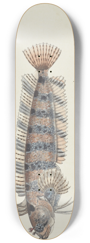 Frank Edward Clarke - Possibly Heteroclinus sp (Tas) : Weedfish 8.25 inch art skate deck