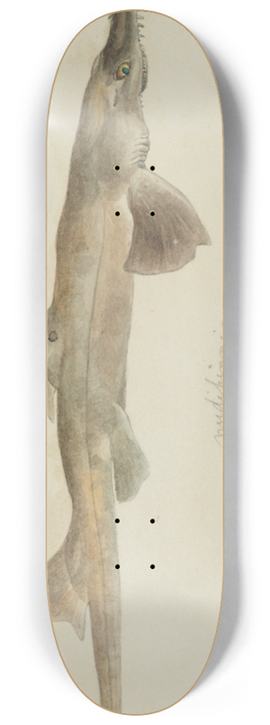 Frank Edward Clarke - Pristiophorus nudipinnis (Tas) 8.25 inch art skate deck