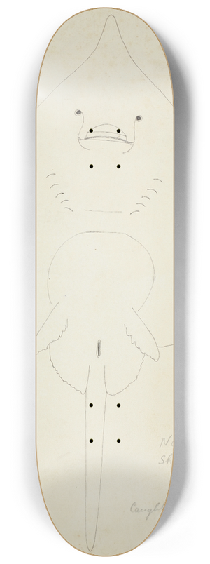 Frank Edward Clarke - Raja nasuta (NZ); Rough skate 8.25 inch art skate deck