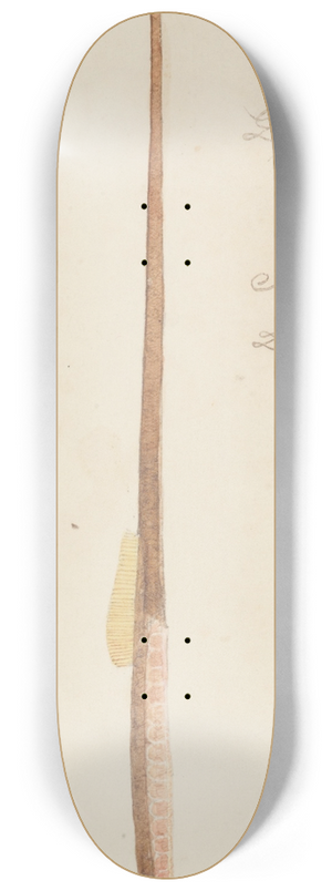 Frank Edward Clarke - Syngnathidae : Common Pipefish 8.25 inch art skate deck
