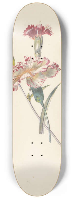 Albertus Steenbergen - Studieblad met Anjers 8.25 inch art skate deck