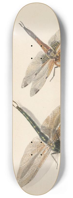 Albertus Steenbergen - Studie van twee libellen 8.25 inch art skate deck