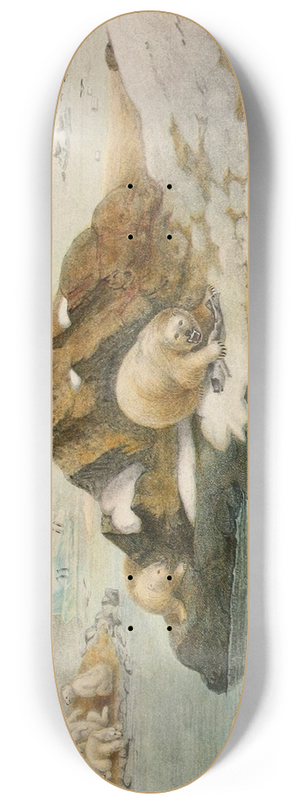 Alfred Frdol - Ours blancs 8.25 inch art skate deck