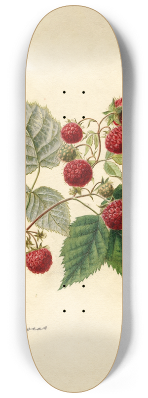 Frank Muller - Rubus: Rancocas 8.25 inch art skate deck