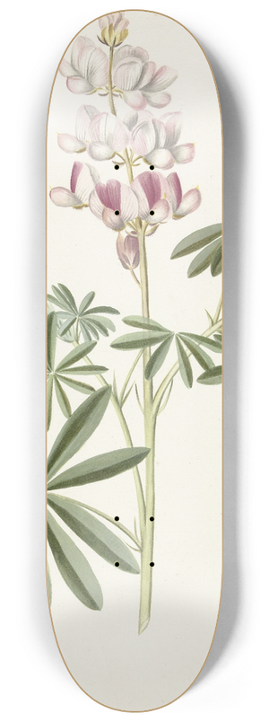 Alida Withoos - Lupine 8.25 inch art skate deck