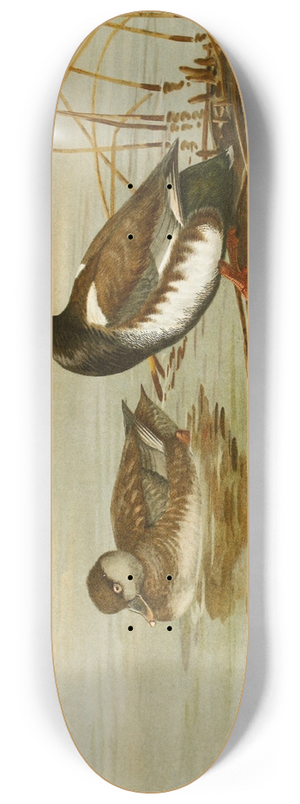 Allan Brooks - Red-Crested Pochard 8.25 inch art skate deck