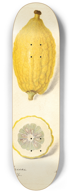 Amanda Almira Newton - Citrus limon: Etrog 8.25 inch art skate deck