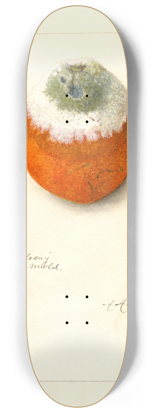 Amanda Almira Newton - Citrus sinensis 8.25 inch art skate deck
