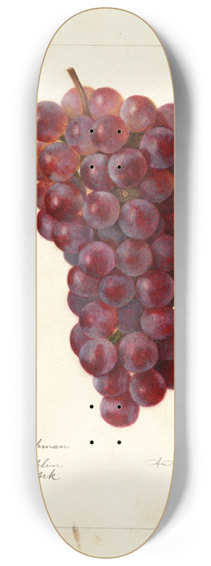 Amanda Almira Newton - Vitis: No 8.25 inch art skate deck