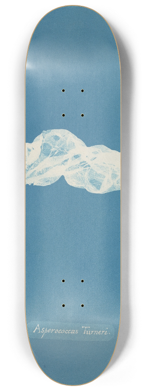 Anna Atkins - Asperococcus Turneri 8.25 inch art skate deck