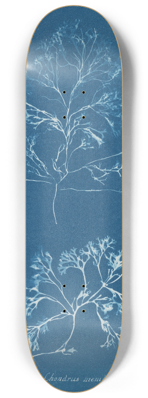 Anna Atkins - Chondrus membranifolius 8.25 inch art skate deck